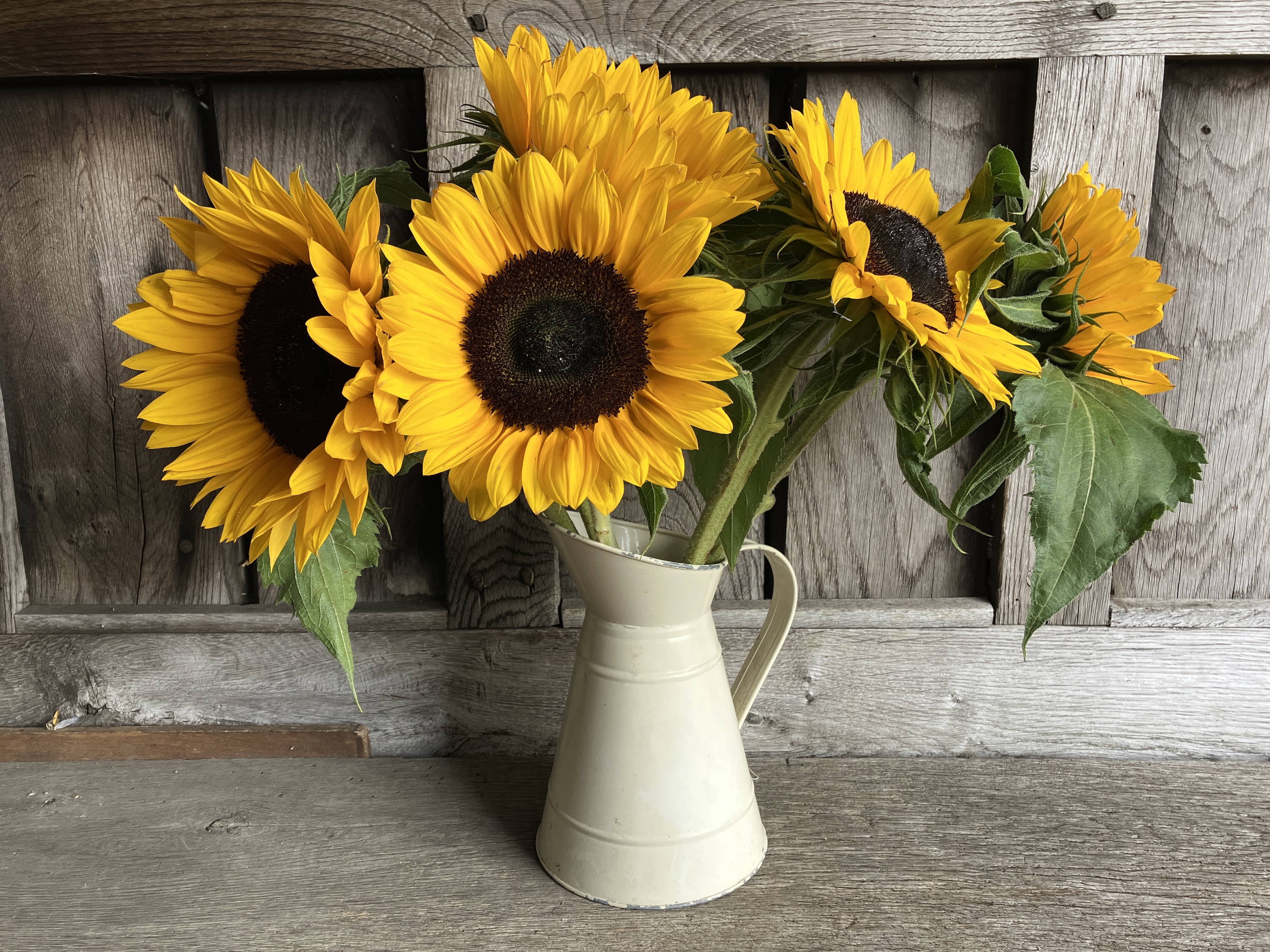Photo de tournesols prises avec l'iPhone SE (2022).