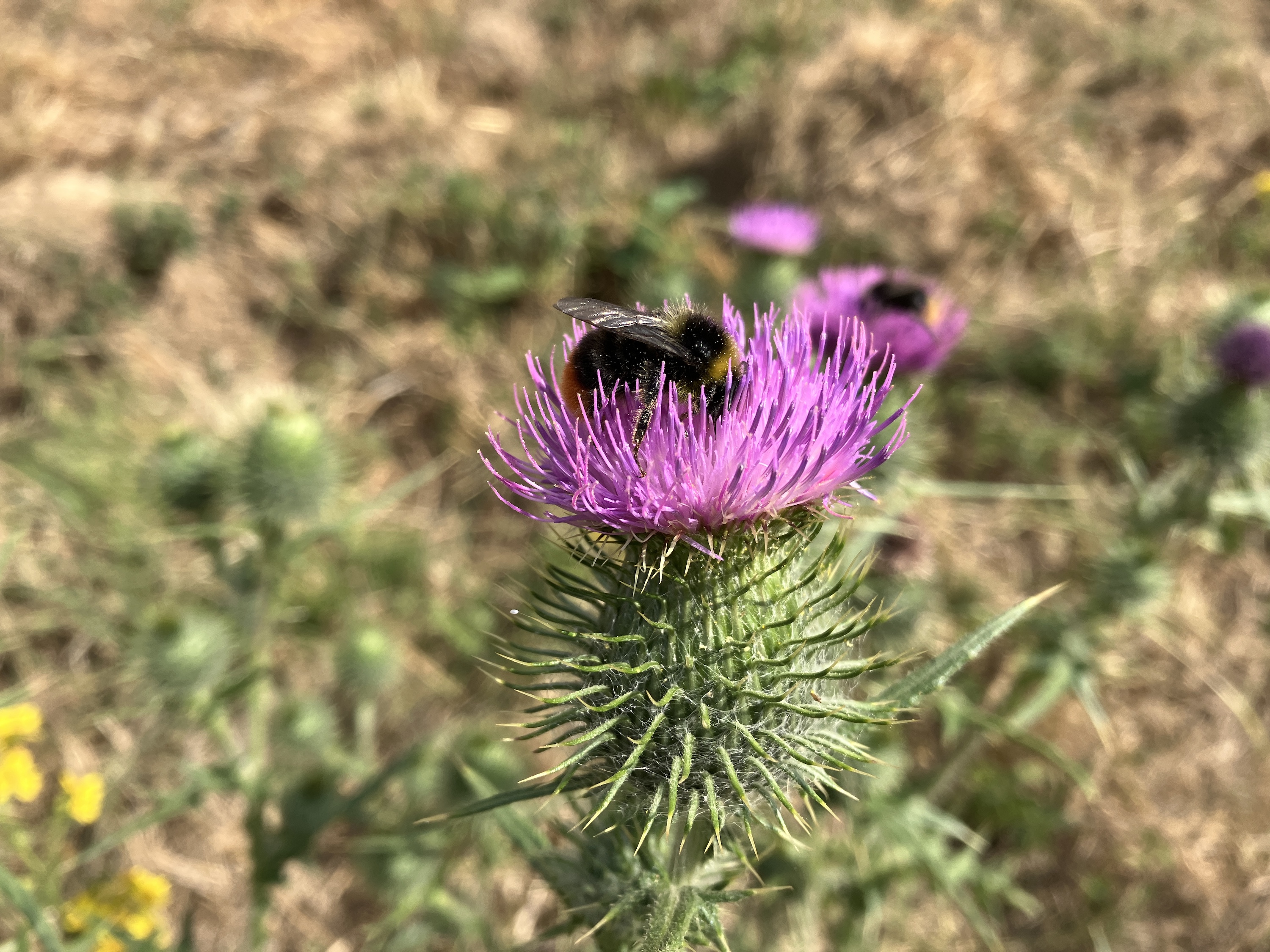 Photo d'une abeille prise avec l'iPhone SE (2022).