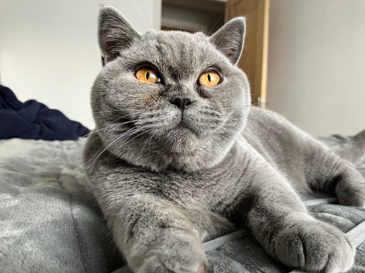 Une photo prise avec l'Apple iPhone SE (2022).