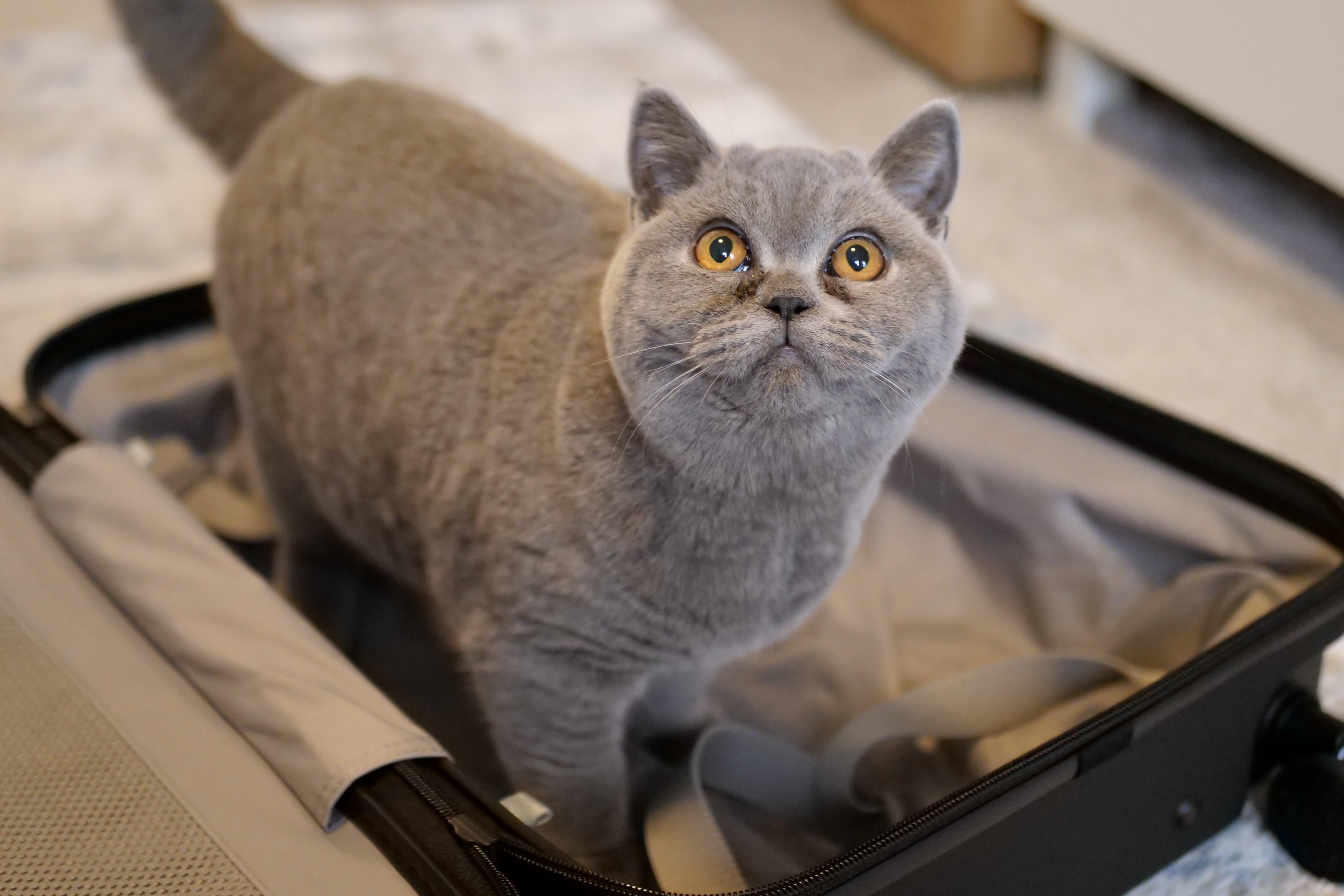 Un chat à l'intérieur de la valise de bagage à main Casetify.