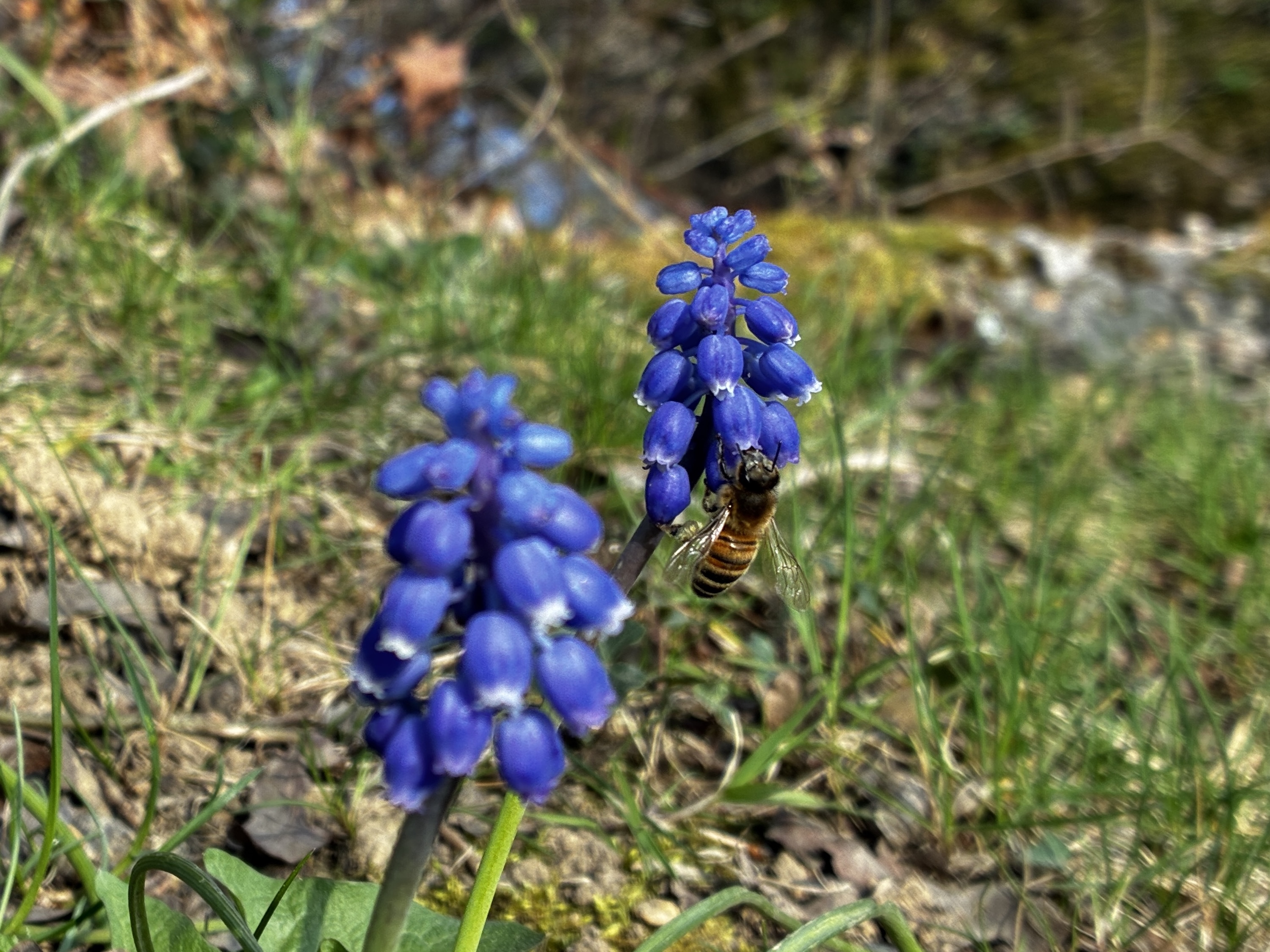 Une photo prise avec l'Apple iPhone 16E.