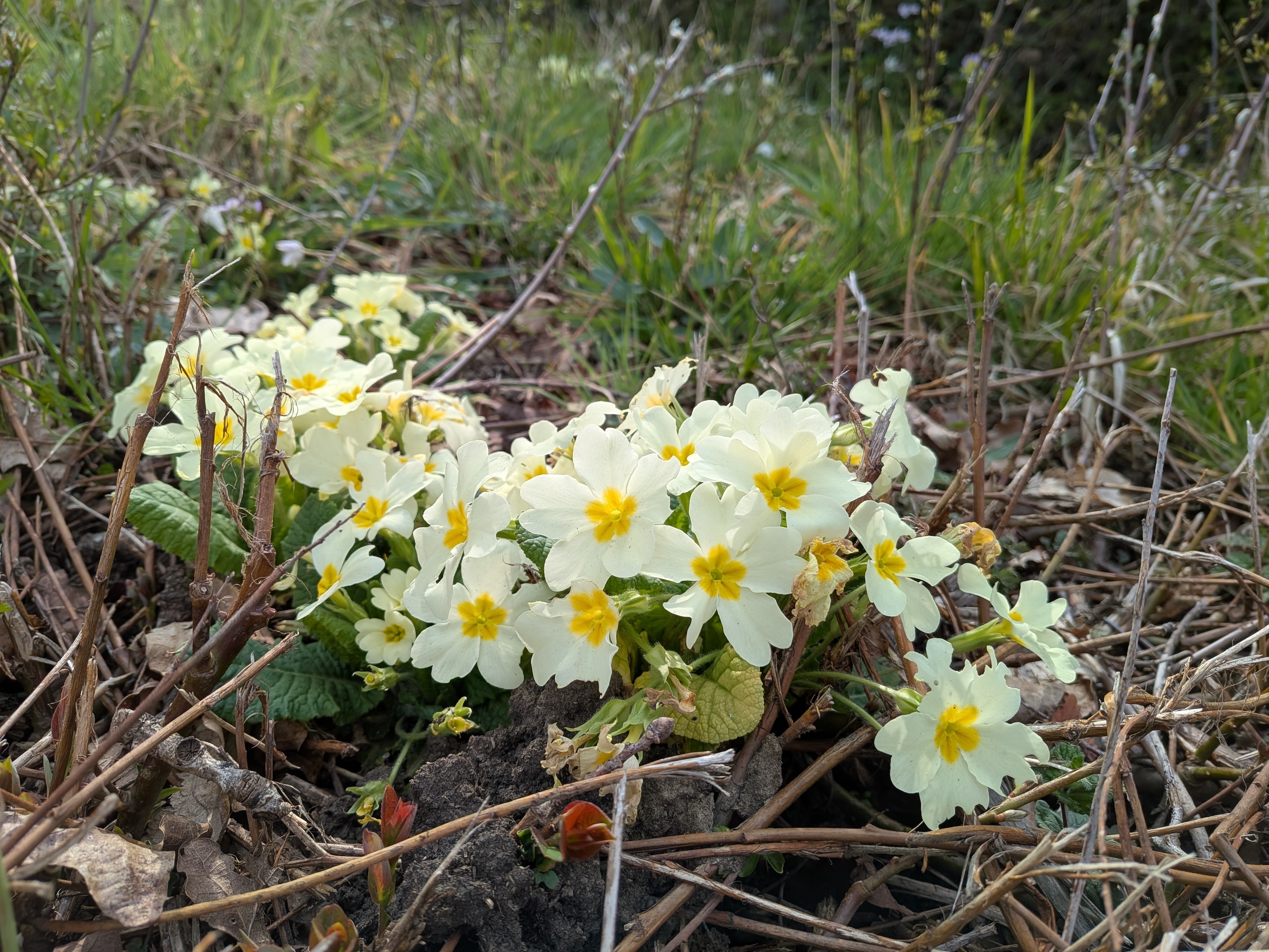 Une photo prise avec le Google Pixel 9A.