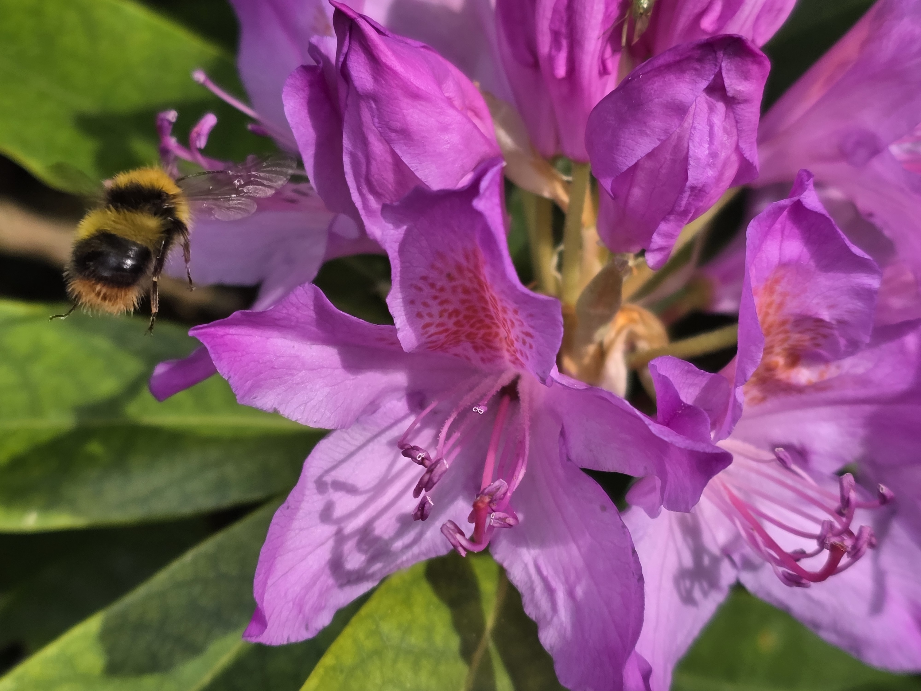 Une photo prise en utilisant le zoom de qualité optique de la Samsung Galaxy S25 Edge.