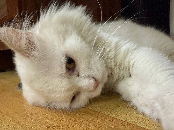 CAPTAT CAT PIGNE par application de caméra iPhone.