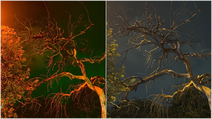Échantillon d'arbre de nuit de l'application VSCO Capture.