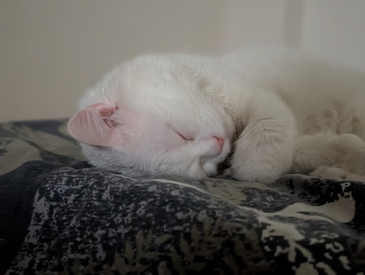 Avec Camera Coach Cat.