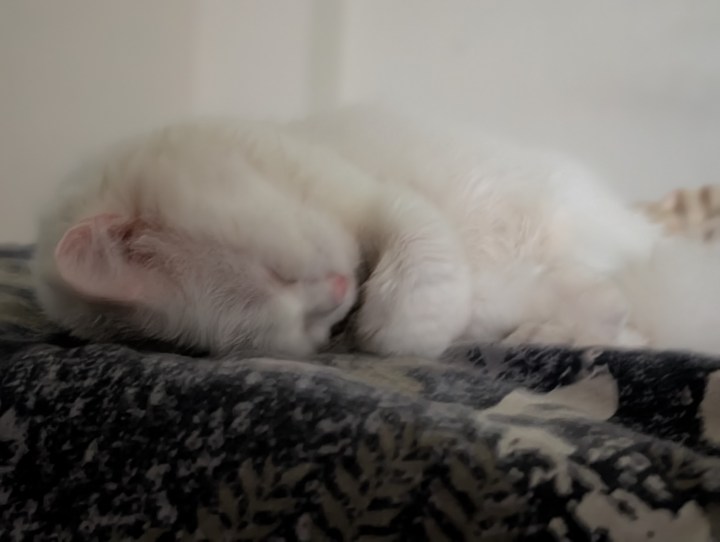 Sans Camera Coach Cat.