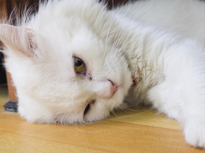 Capture d'image de chat par l'application appareil photo Indigo.