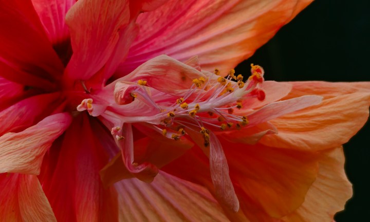 Échantillon de fleur macro OnePlus 15.