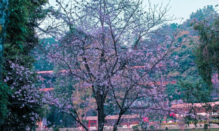 Échantillon de lumière du jour de OnePlus 15.