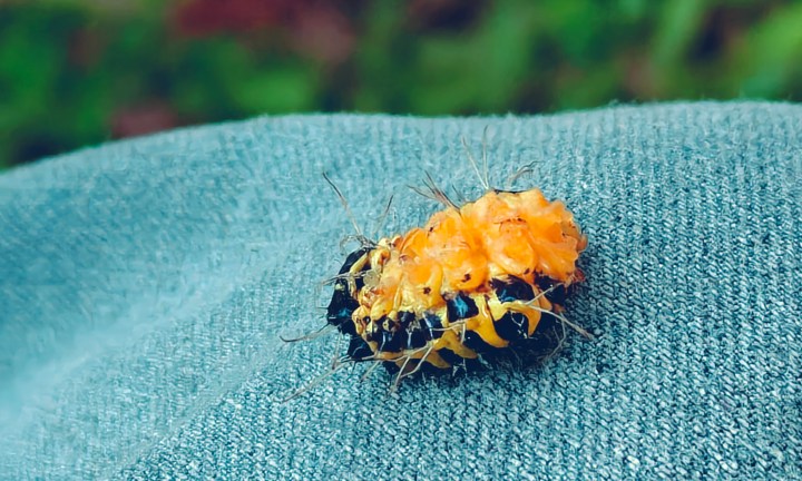 Échantillon de macro de OnePlus 15.