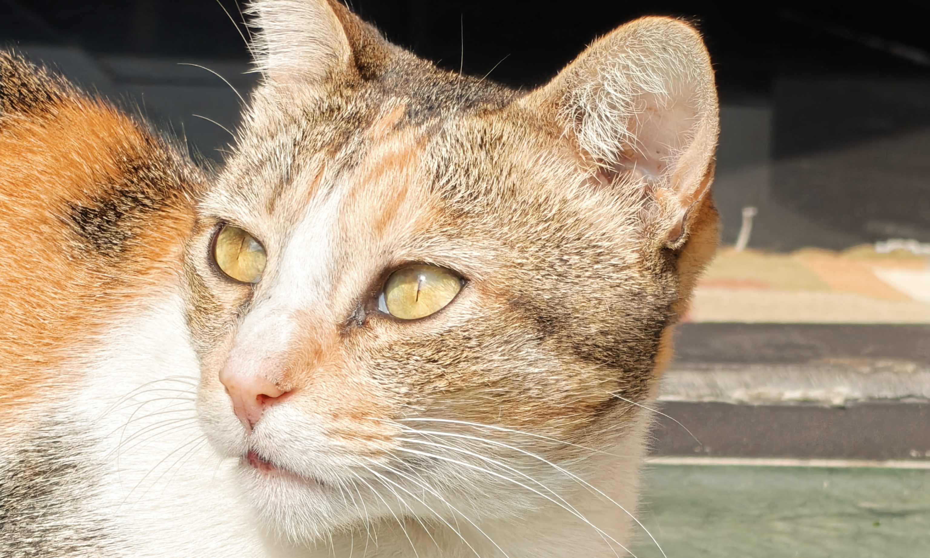 Chat cliqué par OnePlus 15.