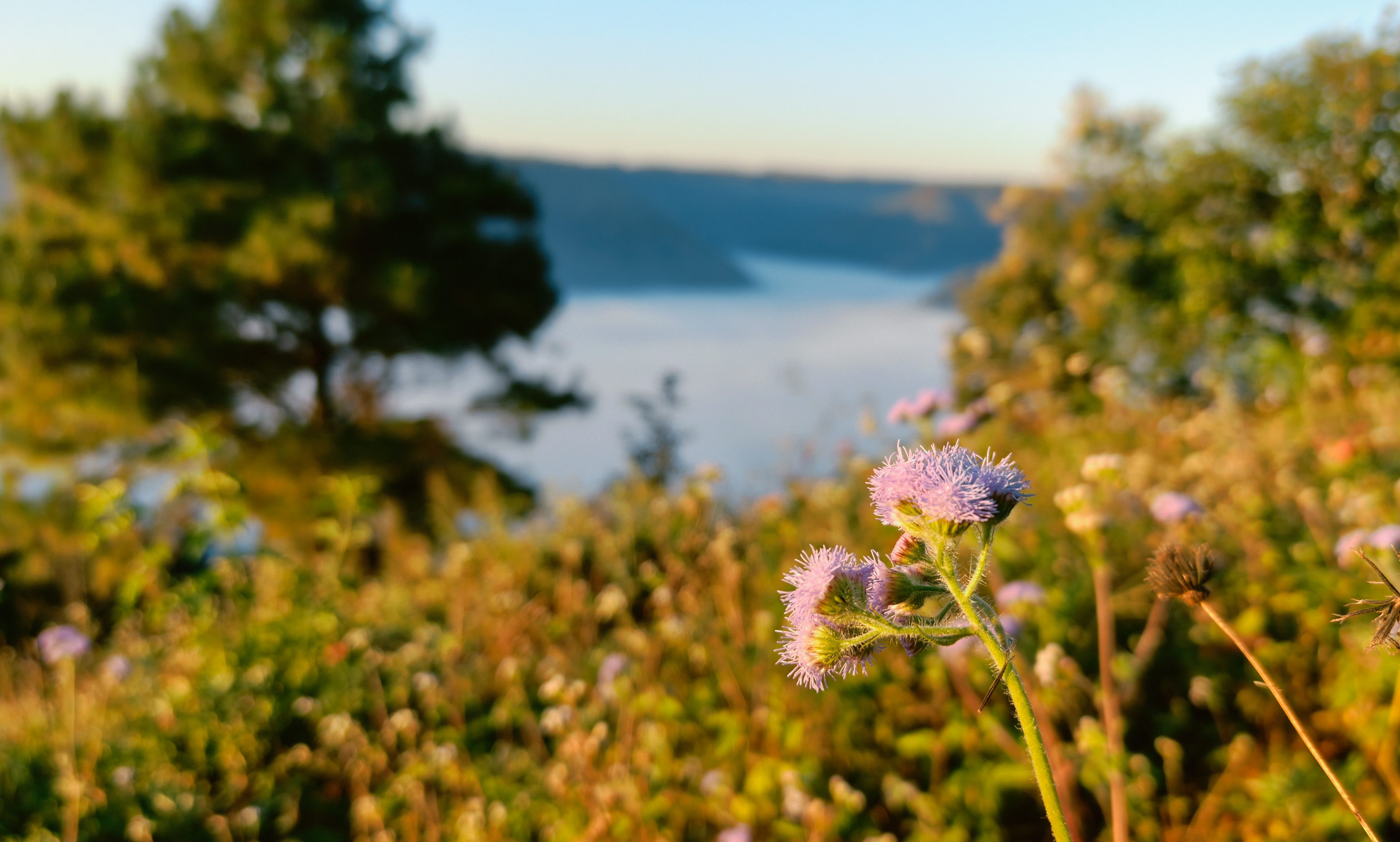 Macro cliquée par OnePlus 15.