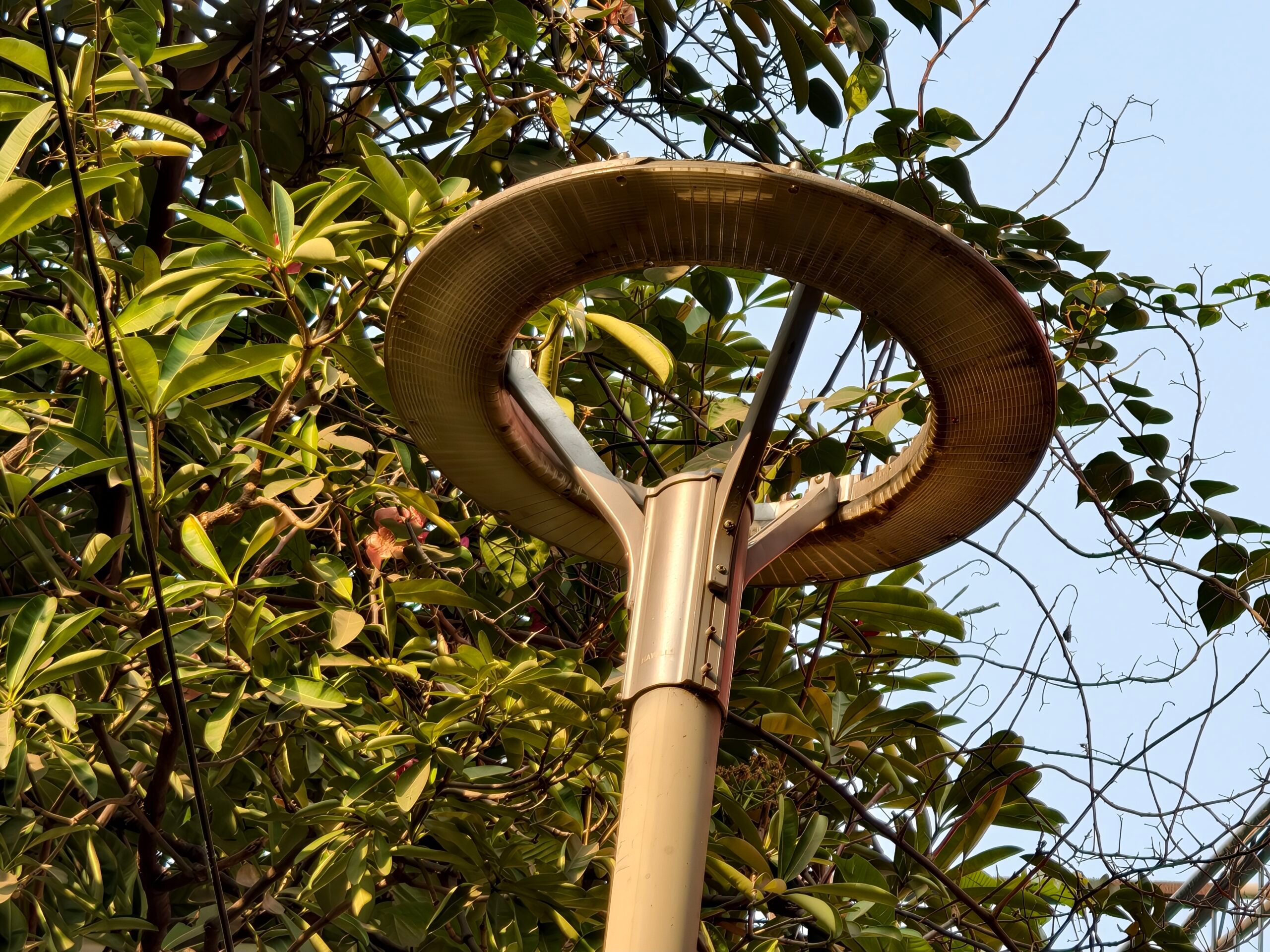 Extérieur, Plante, Végétation