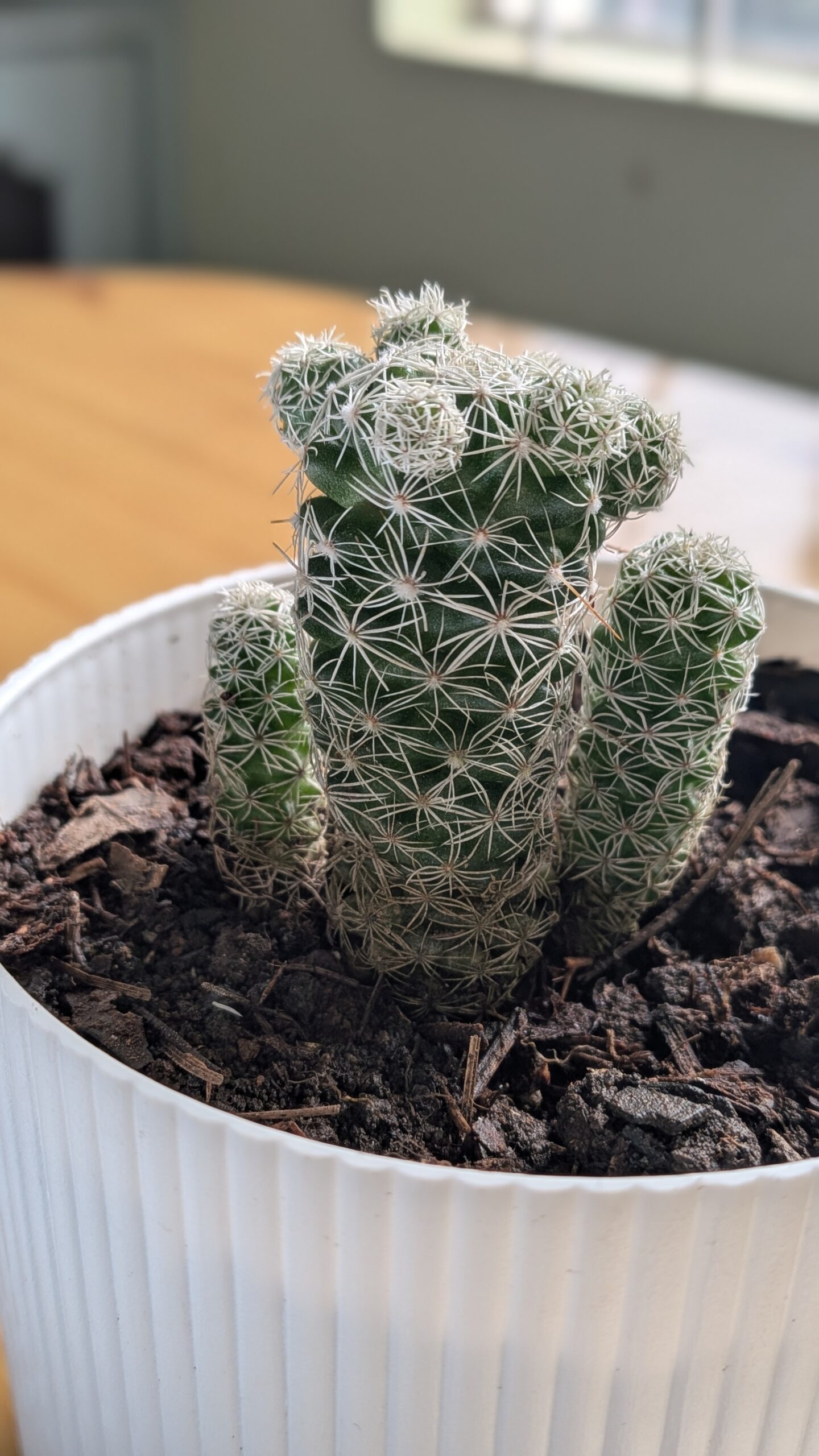 Échantillon d'appareil photo d'un Pixel 10a en gros plan