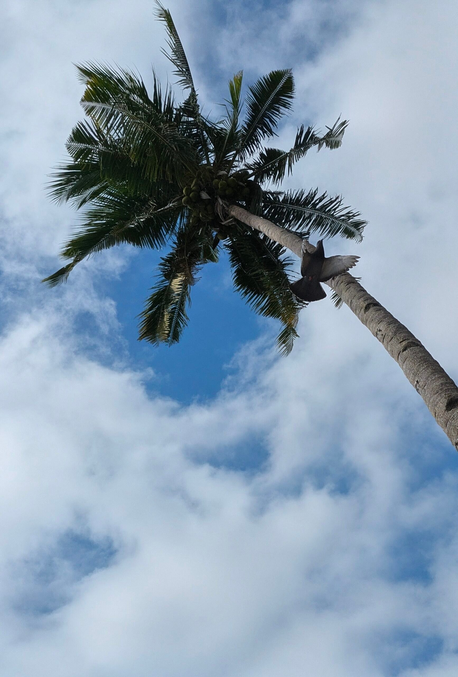 Palmier, Plantes, Été