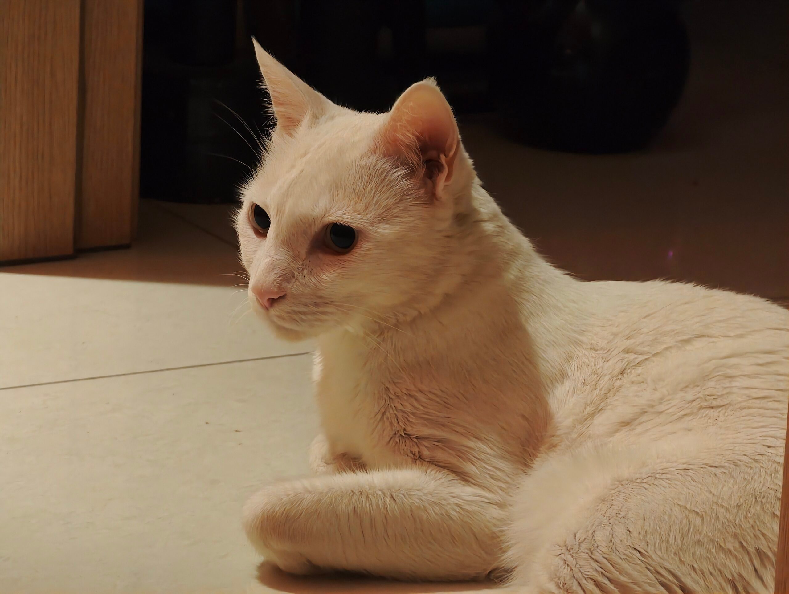 Animal de compagnie (1) - Examen de la caméra Xiaomi 17 Ultra