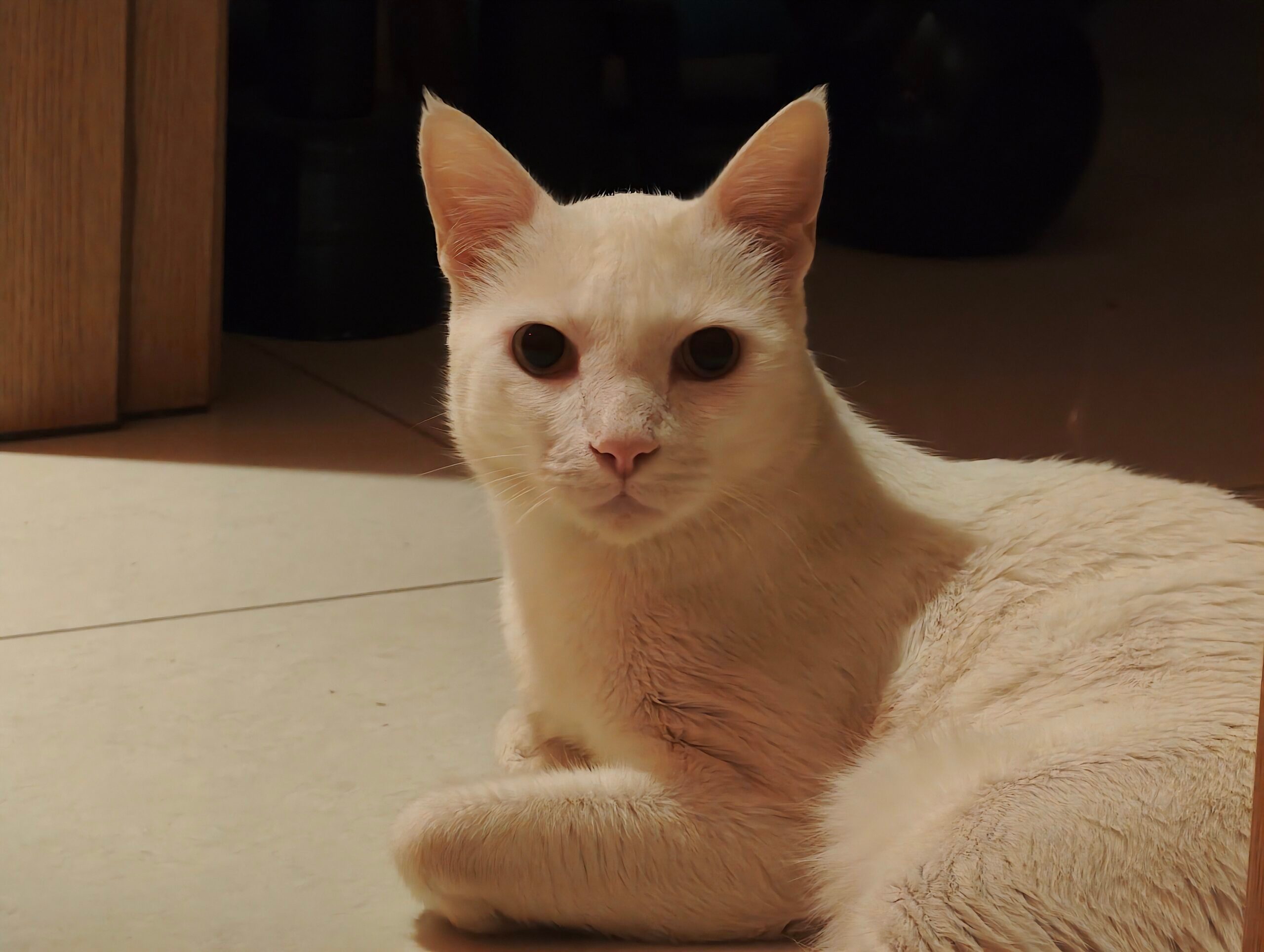 Animal de compagnie (2) - Examen de la caméra Xiaomi 17 Ultra