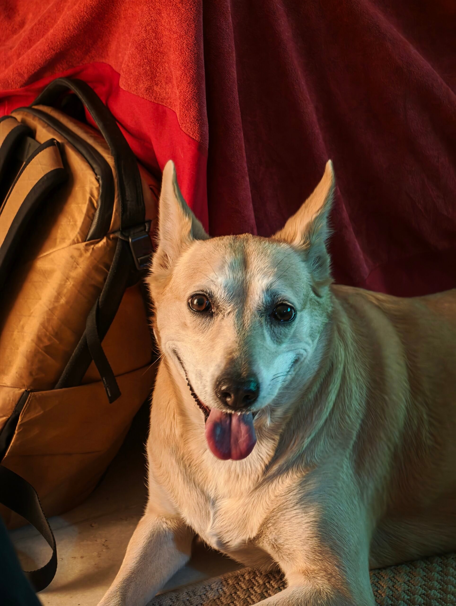 Animal de compagnie (3) - Examen de la caméra Xiaomi 17 Ultra