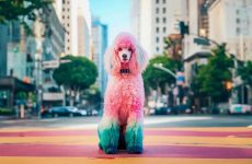 La recherche Google vous dira désormais si une image est générée par l'IA et en parlera en détail
