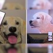 La technologie pour animaux de compagnie de Samsung n'a besoin que d'une image pour détecter les problèmes de santé qui nuisent à vos amis à quatre pattes