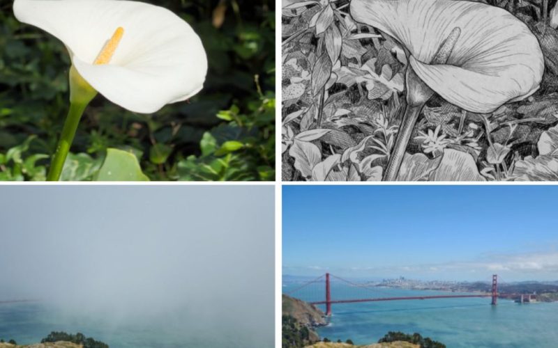 L'application appareil photo Project Indigo d'Adobe peut désormais éditer et critiquer vos photos avec l'IA